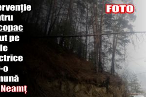 Intervenţie pentru un copac căzut pe firele electrice într-o comună din judeţul Neamţ