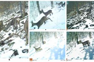 FOTO/VIDEO: Cerbi, căprioare şi râşi în Parcul Natural Apuseni. Imagini inedite din lumea animalelor, surprinse de camerele de supraveghere
