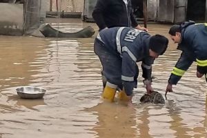 INUNDAŢIILE cuprind ŢARA. Alte două judeţe sunt AFECTATE de APĂ