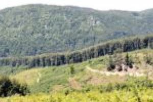 Parcurile naţionale din Caraş-Severin, culcate la pământ cu drujba politică!