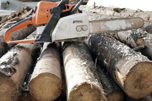 Sancţiuni de zeci de mii de lei pentru furt şi transport ilicit de lemne