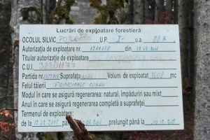 Alarmă falsă în cazul tăierilor de arbori de pe Rarău, semnalate Gărzii Forestiere