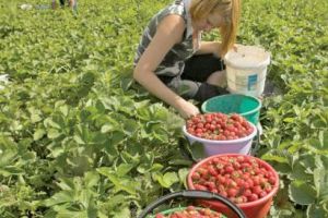 Aproape 1.500 de locuri de muncă vacante în Spaţiul Economic European