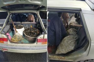 Constanta. Transport ilegal de midii interceptat de Garda de Coasta. Ce masuri au luat politistii de frontiera