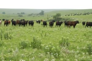 Campania 2018: noutăţi privind Măsura 11 – Agricultura ecologică