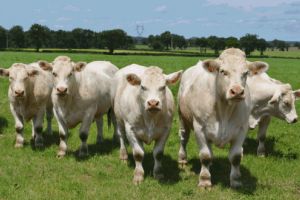 Rasele de bovine de carne eligibile pentru SCZ