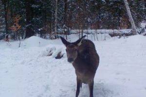Cum a devenit VEDETĂ pe internet un cerb din Caraş Severin I VIDEO