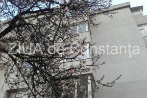 Primavara isi intra in drepturi. Au inflorit copacii la Constanta (galerie foto)