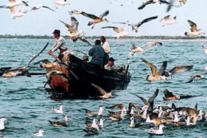 Pescarii din Delta Dunării, în conflict din cauza scrumbiei de pe Braţul Sfântu Gheorghe 