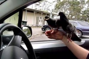 A picat examenul auto pentru că nu a încetinit în preajma unor porumbei