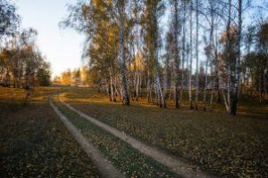 Se planifică reconstrucţia ecologică de restabilire a nivelului freatic din Mestecănişul de la Reci