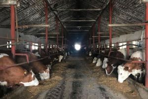 Succes! Conduce o afacere de 50 de ani. Astăzi a ajuns la 2 mil. de euro