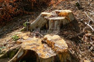 Bărbat prins de poliţişti după ce tăiase arbori nemarcaţi, în valoare de peste 7.000 de lei