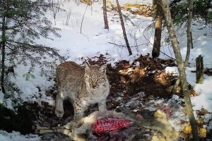 Imagini rare – Un râs devorează o căprioară  în pădurile din zona Avrigului