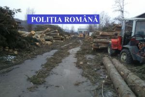 Poliţiştii de la Transporturi au confiscat lemn. Dosare de furt, soluţionate
