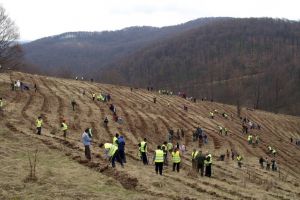 Luna plantării arborilor: Direcţia Silvică va împăduri peste 122 de hectare