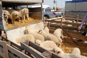 Se anunţă controale la crescătorii şi comercianţii de miei şi ouă