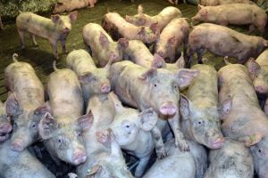 Autorizarea, la final: Într-o lună, orădenii află dacă vor scăpa sau nu de duhoarea Nutripork!