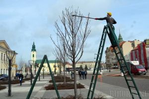 Pentru Oradea: Voluntari de la Congregaţia Don Orione au tuns corect cireşii japonezi din Piaţa Unirii (FOTO)