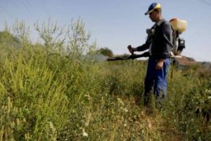 AMENZI pentru ambrozie: De sâmbătă, cei care nu distrug buruiana riscă sancţiuni de până la 20.000 de lei