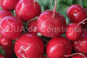 Ridichile rosii, ideale in dieta