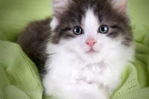 Prietena mea, pisica