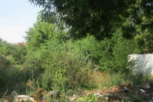 Politia Locala se pune pe cautat buruieni: Cositi sau platiti 1.500 de lei!