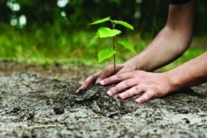 S-a dat startul la împăduriri şi în Harghita