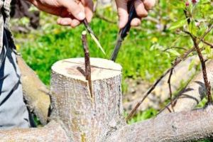 Omraam Mikhael Aivanhov: Alchimia spirituală – căutarea perfecţiunii (VII): Altoiul