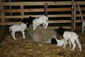 Mai puţină carne de miel anul acesta de Paşti