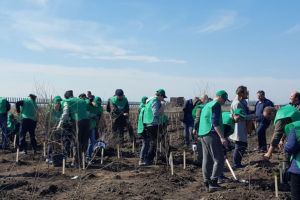 Perdele forestiere plantate pentru protectia Autostrazii Soarelui. Cine a participat la actiunea de plantare (galerie foto)