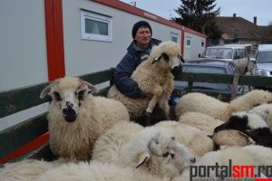 Sacrificarea mieilor de paşte. Unde şi când se va desfăşura, la Satu Mare