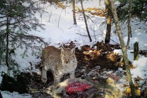 Imagini spectaculoase cu un râs care îşi mănâncă prada