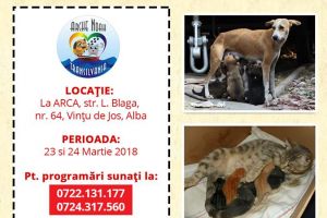 În 23 – 24 martie: O nouă campanie de sterilizări gratuite pentru câini şi pisici, în judeţul Alba. Unde se fac operaţiile şi cum puteţi face programări