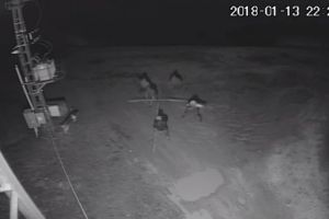 FOTO. Scene de groază! Hoţi fără scrupule. Omoară şi incendiază câini ca să poată da lovitura