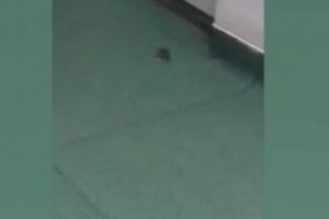 Caz REVOLTĂTOR într-un SPITAL din Craiova. Un şoarece a fost filmat la pediatrie - VIDEO