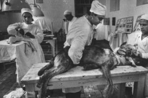 20 DE MONŞTRI, teribilul experiment al URSS. CHIRURGUL DOUĂ CAPETE şi-a depăşit condiţia şi a rescris istoria medicinei. Foto+video