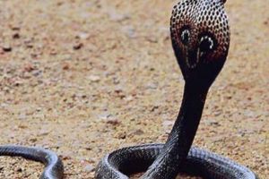 A SĂRUTAT MOARTEA. Final violent pentru un pompier celebru. Aviz amatorilor: o secundă de neatenţie şi adio…