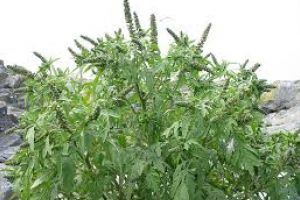 Autorităţiile au identificat sursa tuturor relelor din România şi o combat prin lege