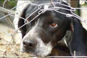 Le-a căşunat pe câine. Mai mulţi hoţi din Satu Mare au ucis un patruped după chinuri îngrozitoare