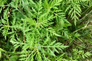 Amenzi usturatoare pentru detinatorii de terenuri care nu iau masuri pentru combaterea ambroziei