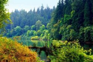 Romsilva va aloca 167 de milioane de lei in acest an pentru impaduriri