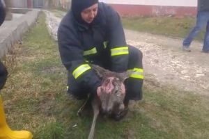 VIDEO Pompierii zărneşteni au salvat o căprioră rănită dintr-un râu
