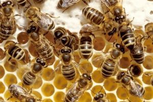 Puietul de albine din Mureş, compromis din cauza vremii nefavorabile