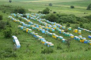 În jur de 85% dintre stupine nu au fost afectate de gerul din această primăvară