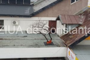 Constructie inedita la Constanta. Cum a fost protejat un copac ce statea in calea unei constructii (galerie foto-video)