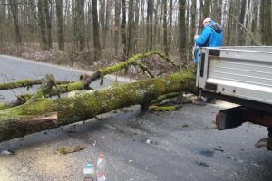 FOTO. Păduri distruse de vânt în zona Oaşului