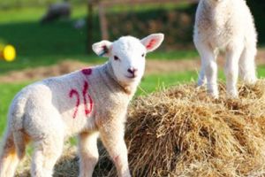 300 de lei – mielul de Paşte, oferta online