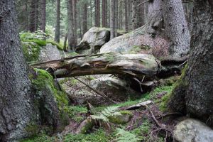 Unde au existat în Bistriţa-Năsăud păduri virgine şi de ce nu le mai avem