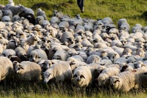 Sibiu e fruntaş la exportul de lână. Mare parte în Turcia, India, China şi Italia